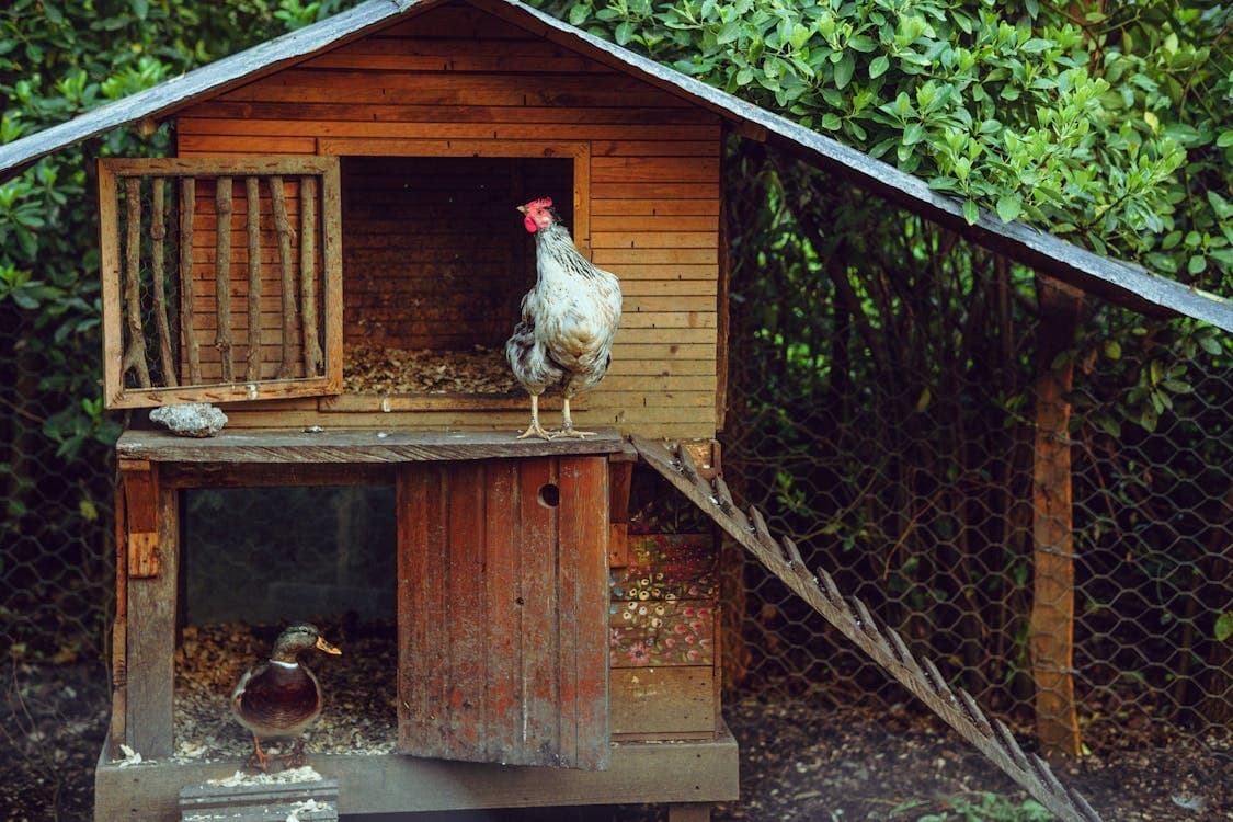 Rustic wooden chicken coop at golden hour with hens on a small homestead